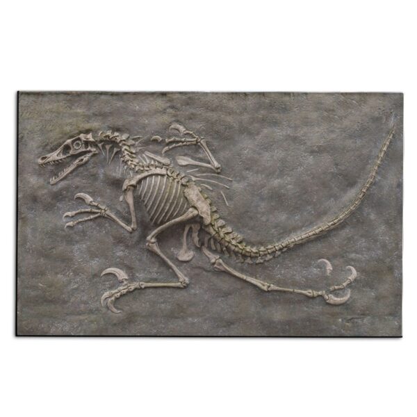 Gearhuman Dinosaur Fossil Carpet ZK3006217 Square Carpet Carpet S(59"X35,5")