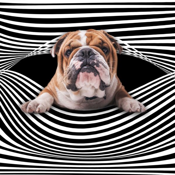 Gearhumans 3D Bulldog Stripes Custom Beach Shorts Swim Trunks GV31076 Men Shorts