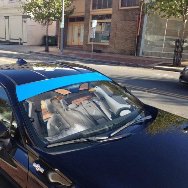 gearhumans 3D Duck And Goose Custom Car Auto Sunshade GS26061 Auto Sunshade 
