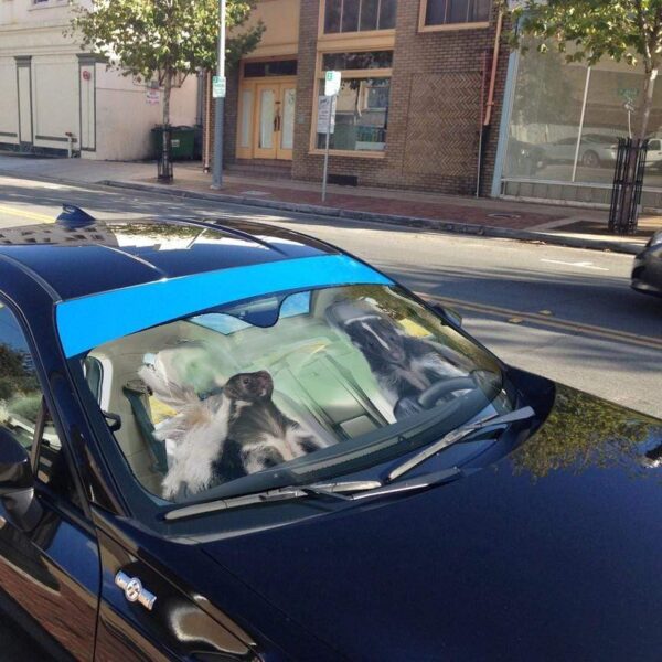 gearhumans 3D Stinky Skunks Custom Car Auto Sunshade GS26062 Auto Sunshade 